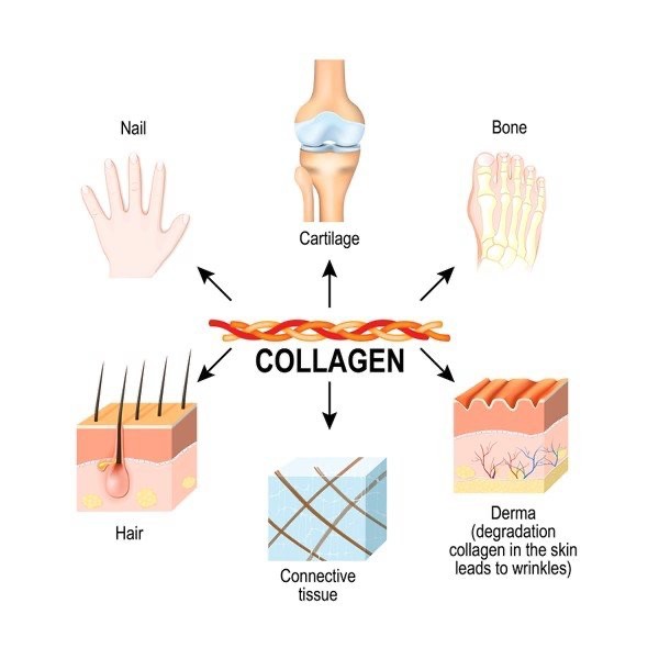ความแตกต่างระหว่าง Type of Collagen I, II และ III