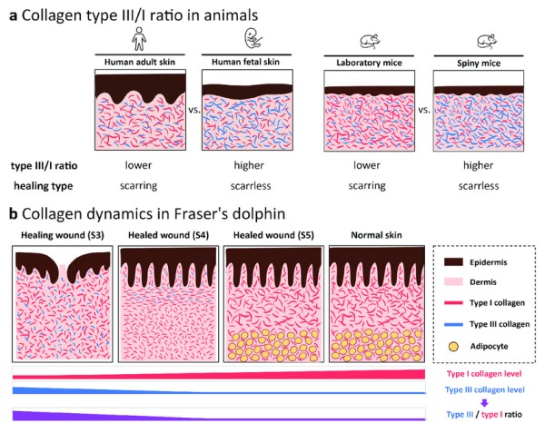 Type 3- ความสำคัญในการสนับสนุนสุขภาพทางเดินอาหารและกล้ามเนื้อ